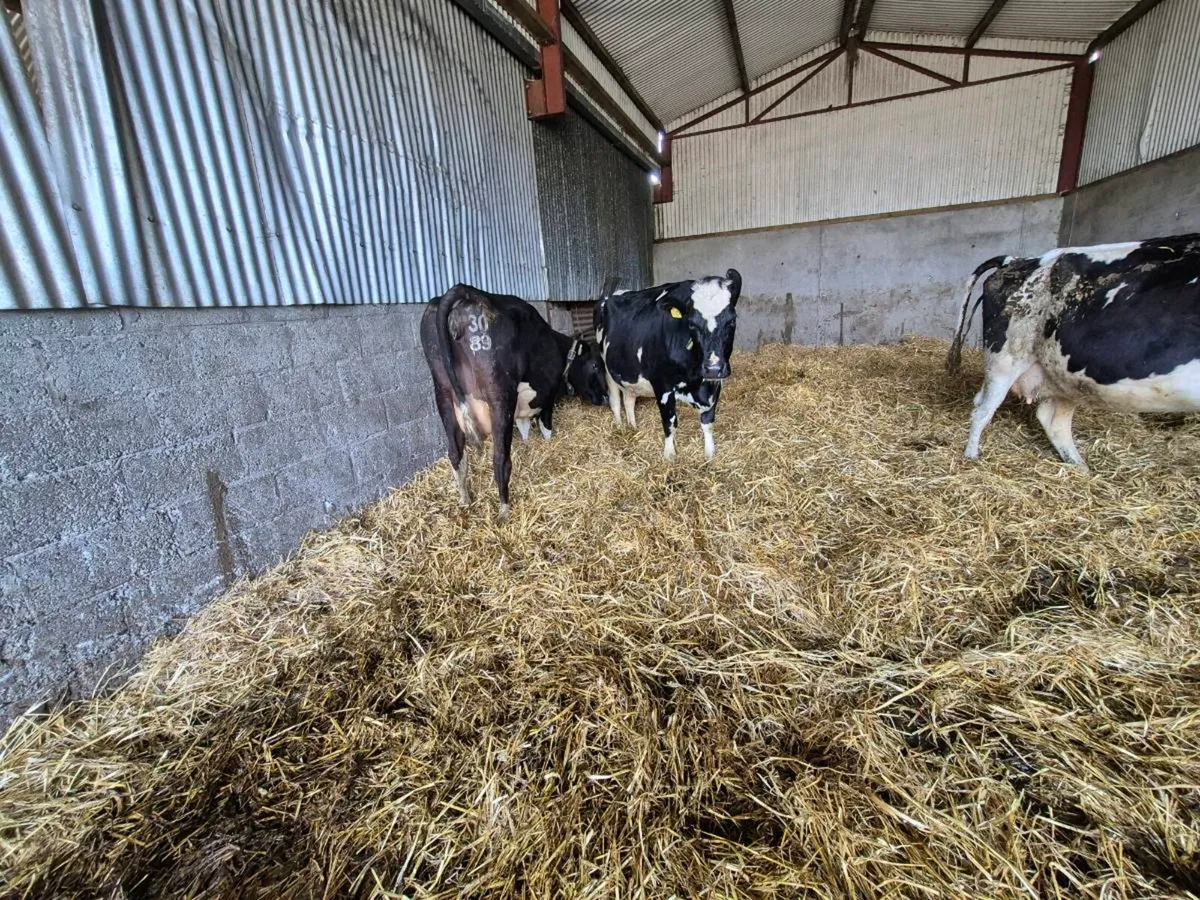 8 In calf cows - Image 4