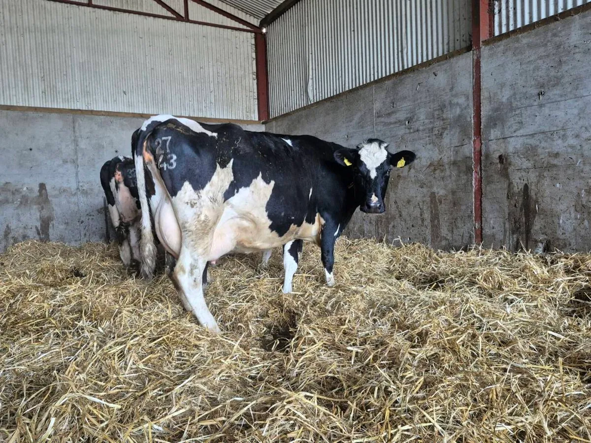 8 In calf cows - Image 1