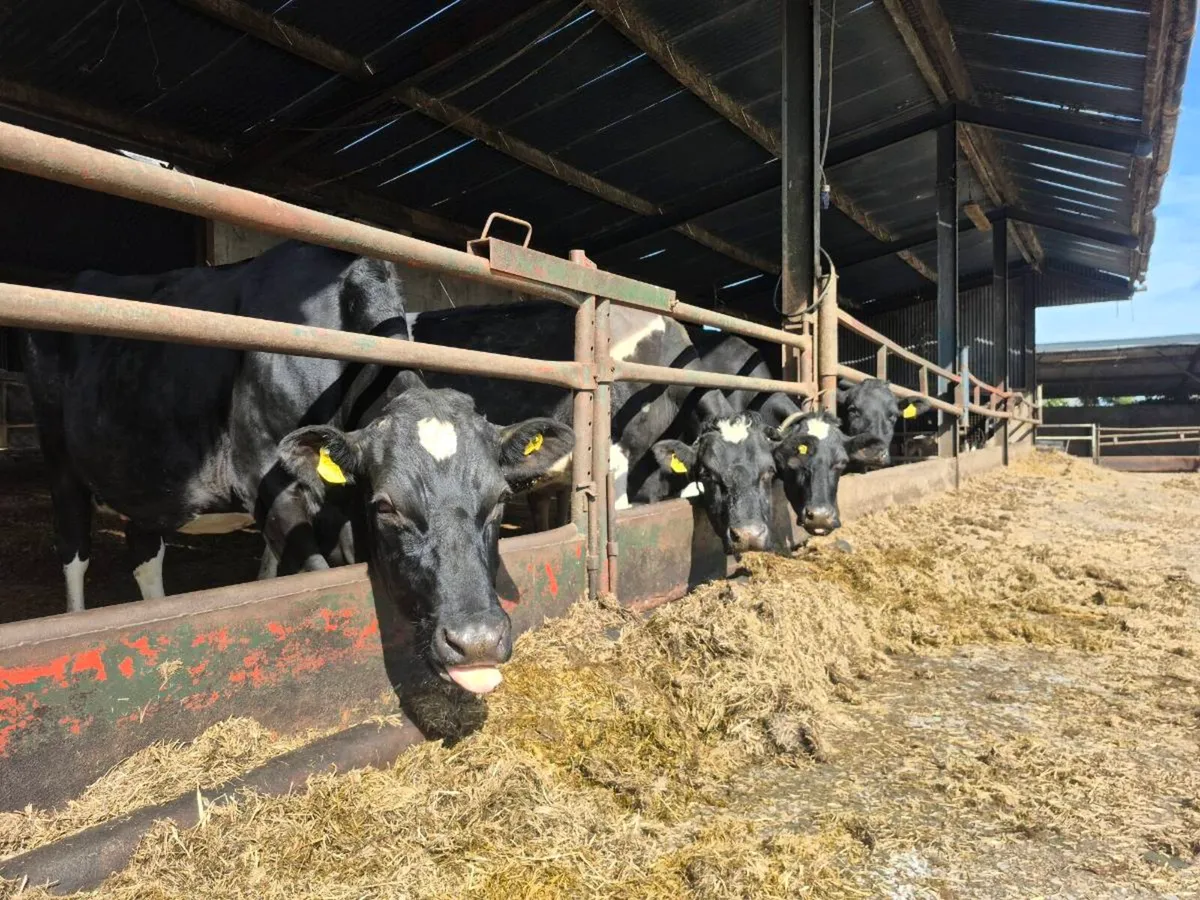 8 In calf cows - Image 2