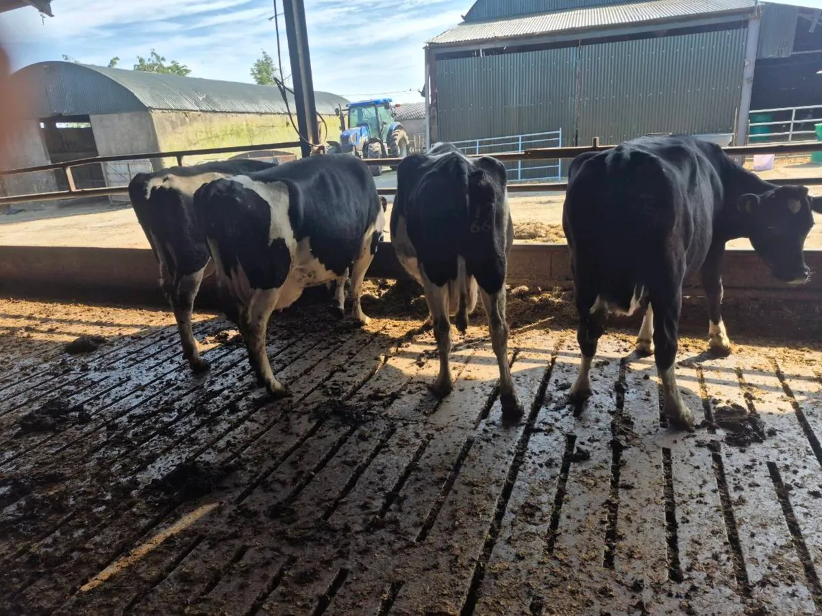 8 In calf cows - Image 3