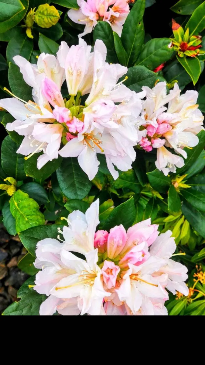 Cherry Laurel 3ft 3 litre pot 5 euro - Image 2