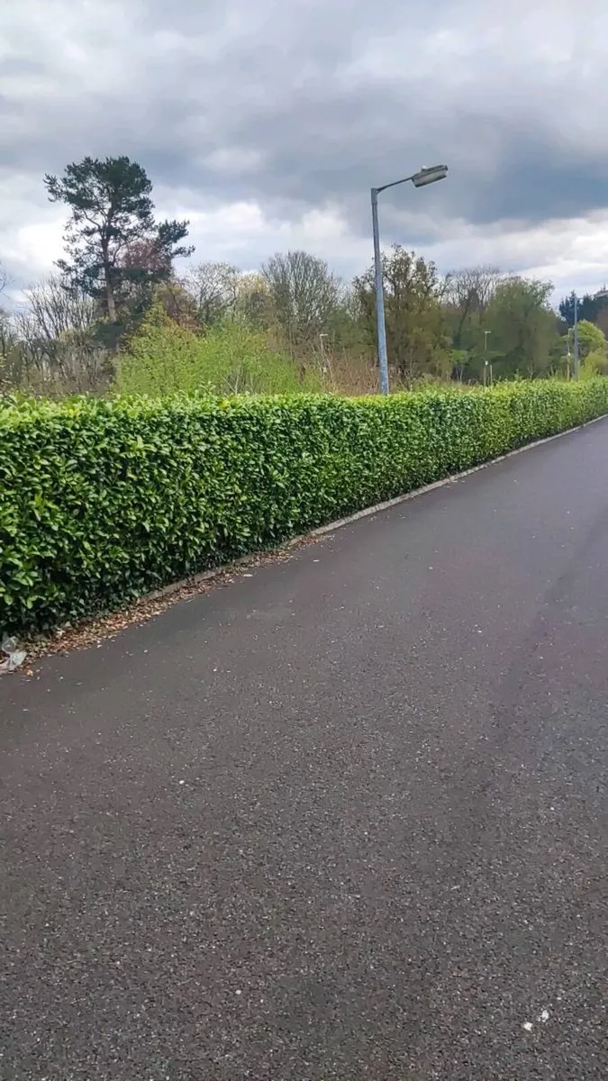 Cherry Laurel 3ft 3 litre pot 5 euro - Image 3