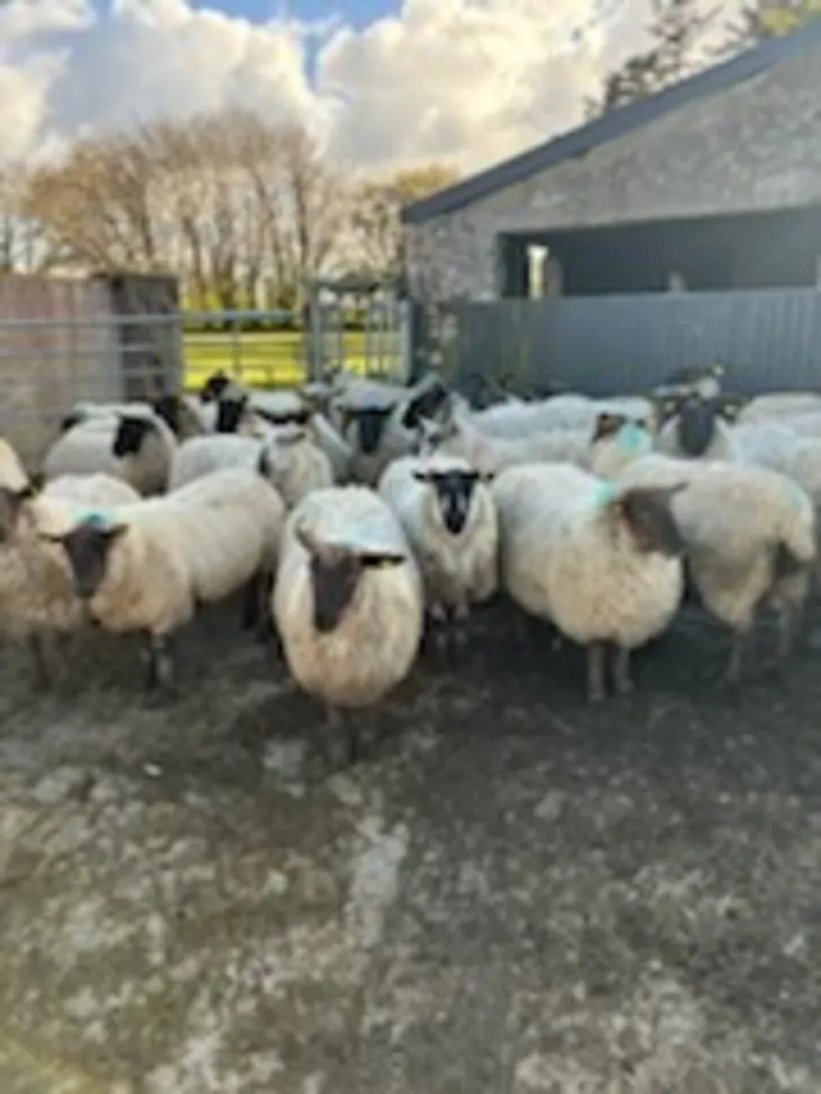 Ewe Hoggetts - Image 1