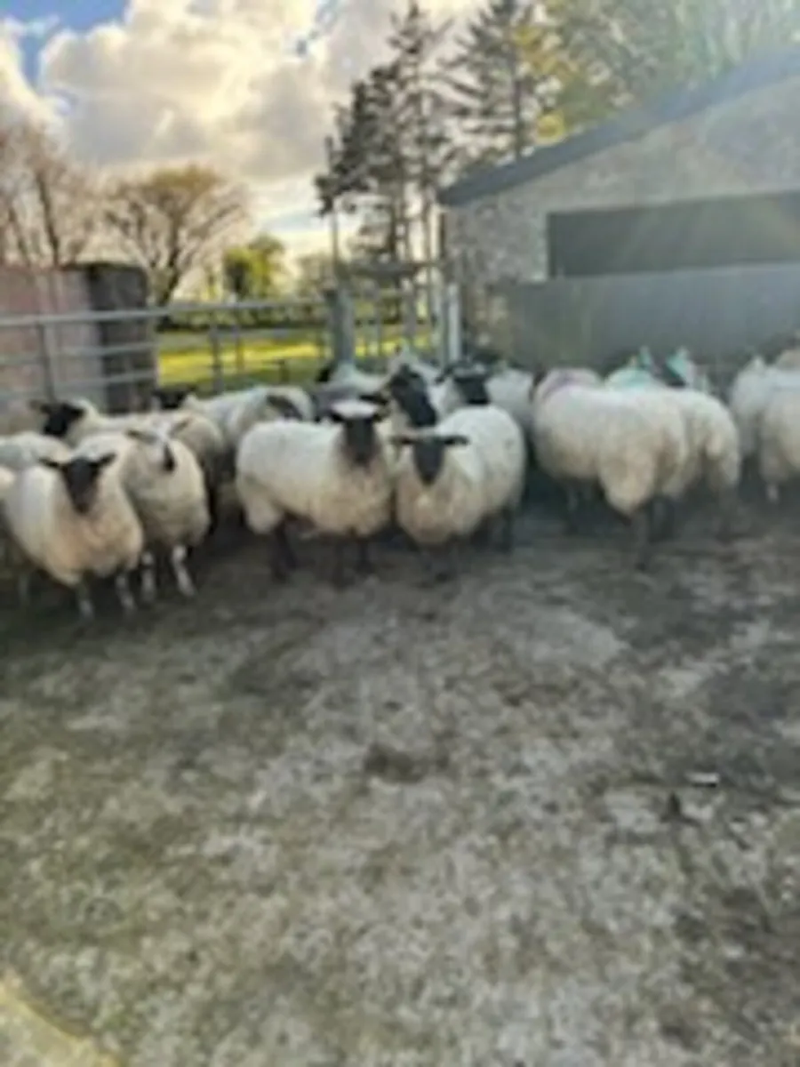 Ewe Hoggetts - Image 2