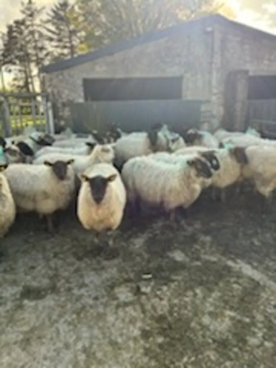 Ewe Hoggetts - Image 3