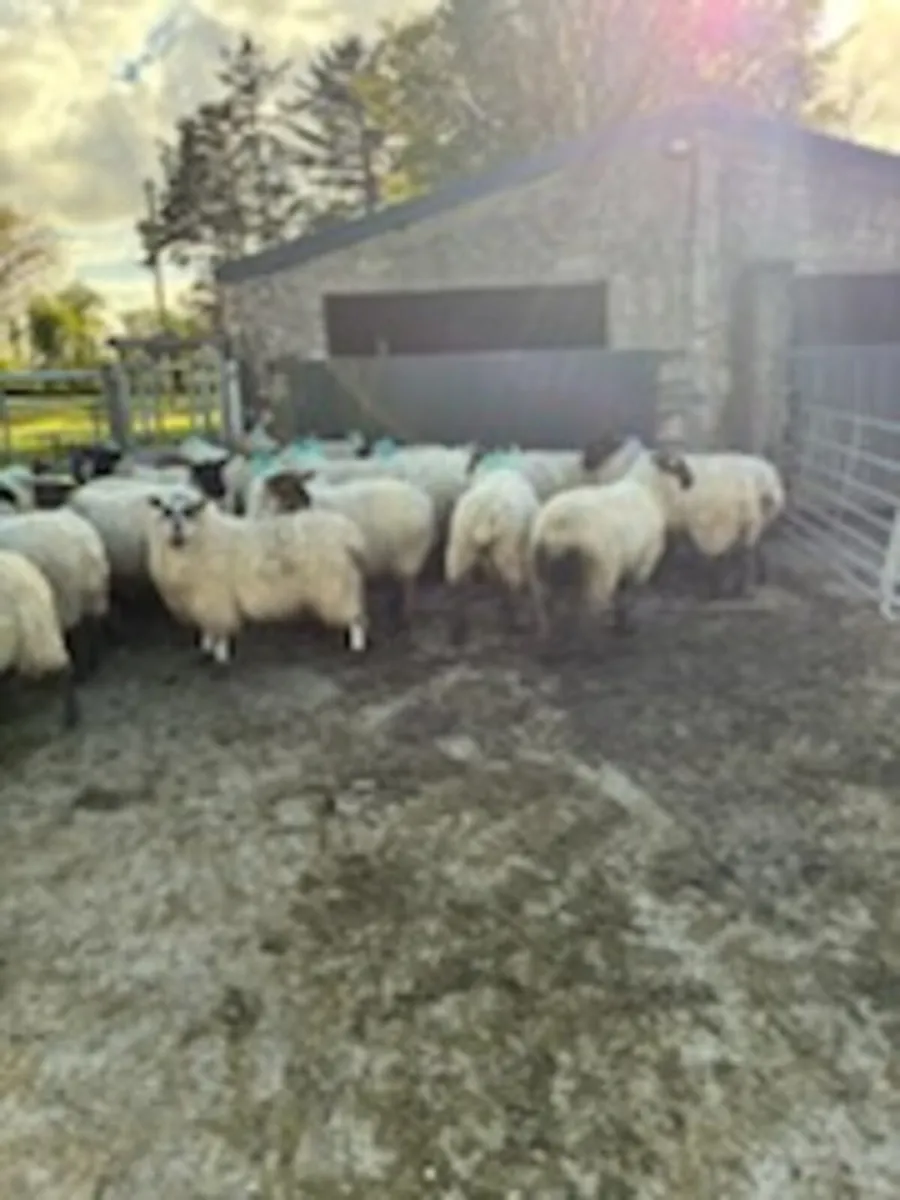 Ewe Hoggetts - Image 4