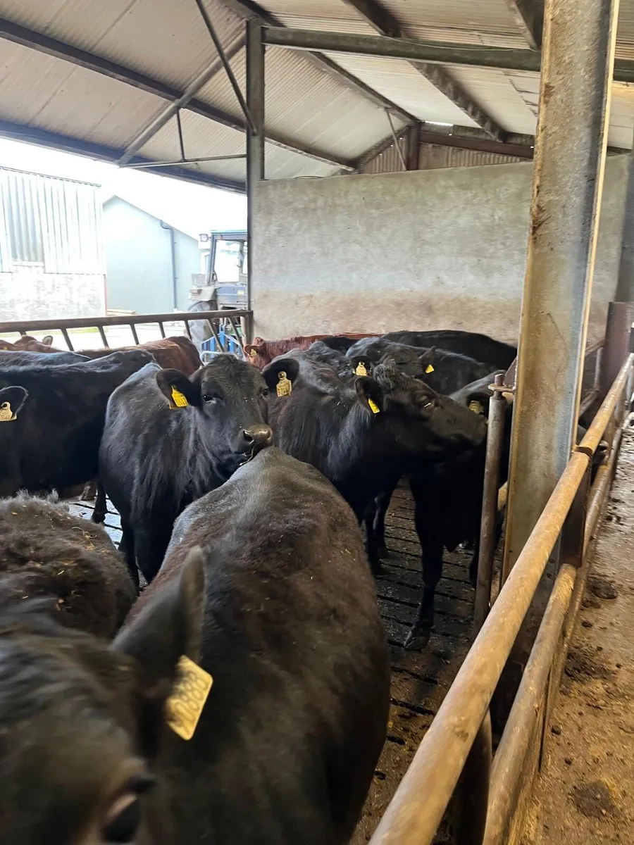 25 Angus heifers - Image 2