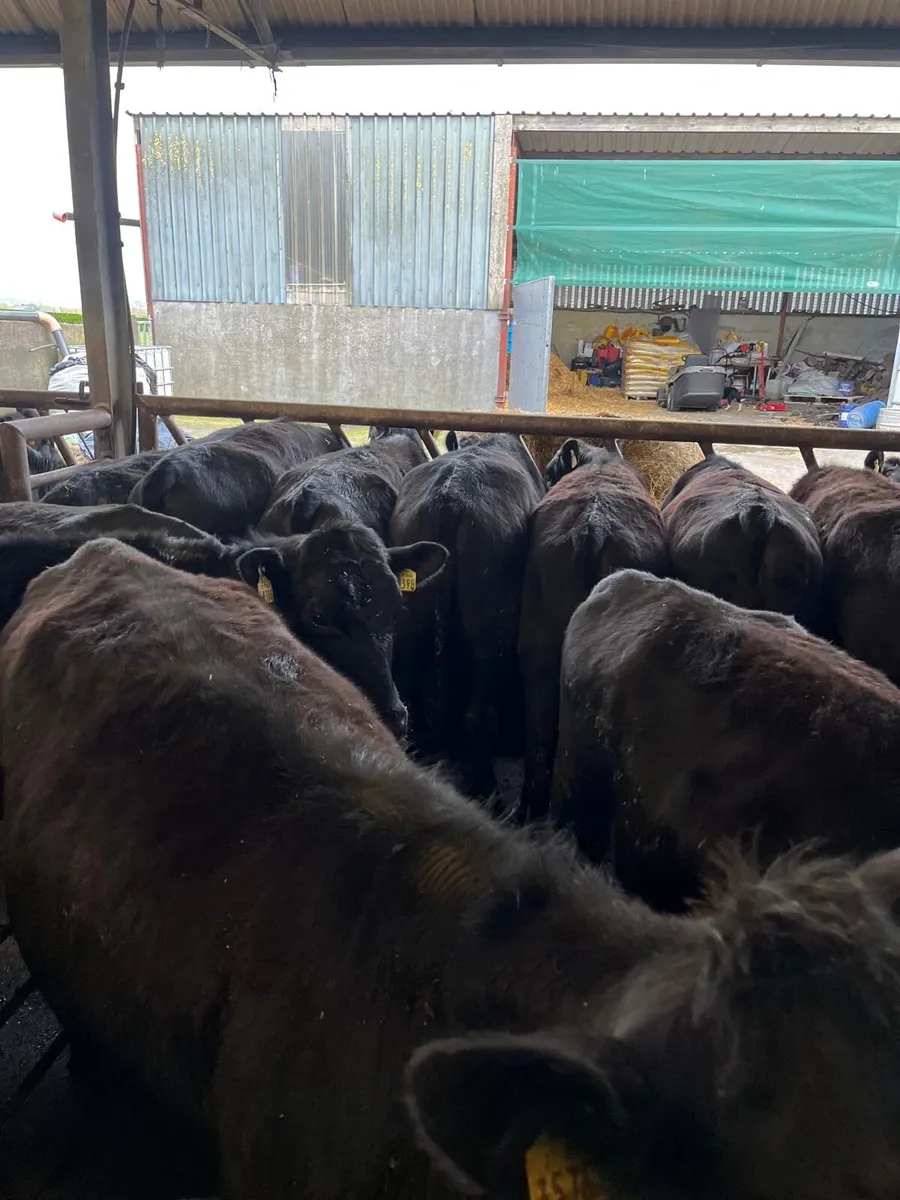 25 Angus heifers - Image 3