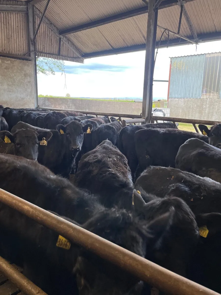 25 Angus heifers - Image 1
