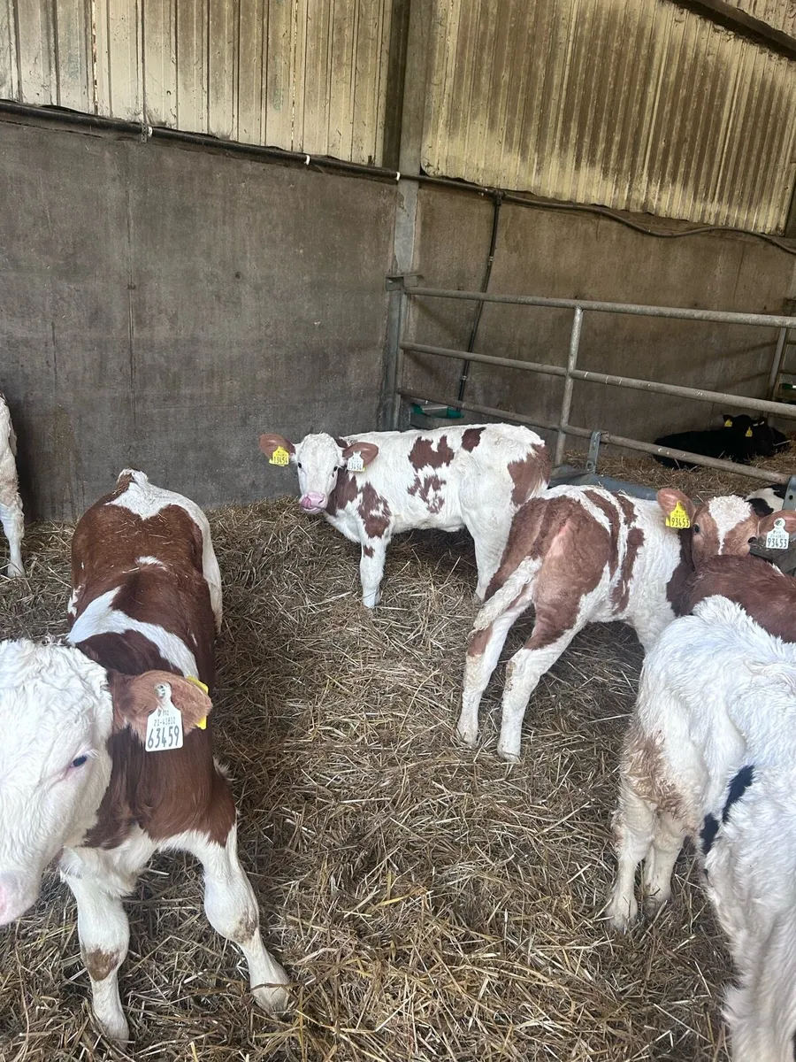 Fleckvieh breeding heifer calves - Image 1