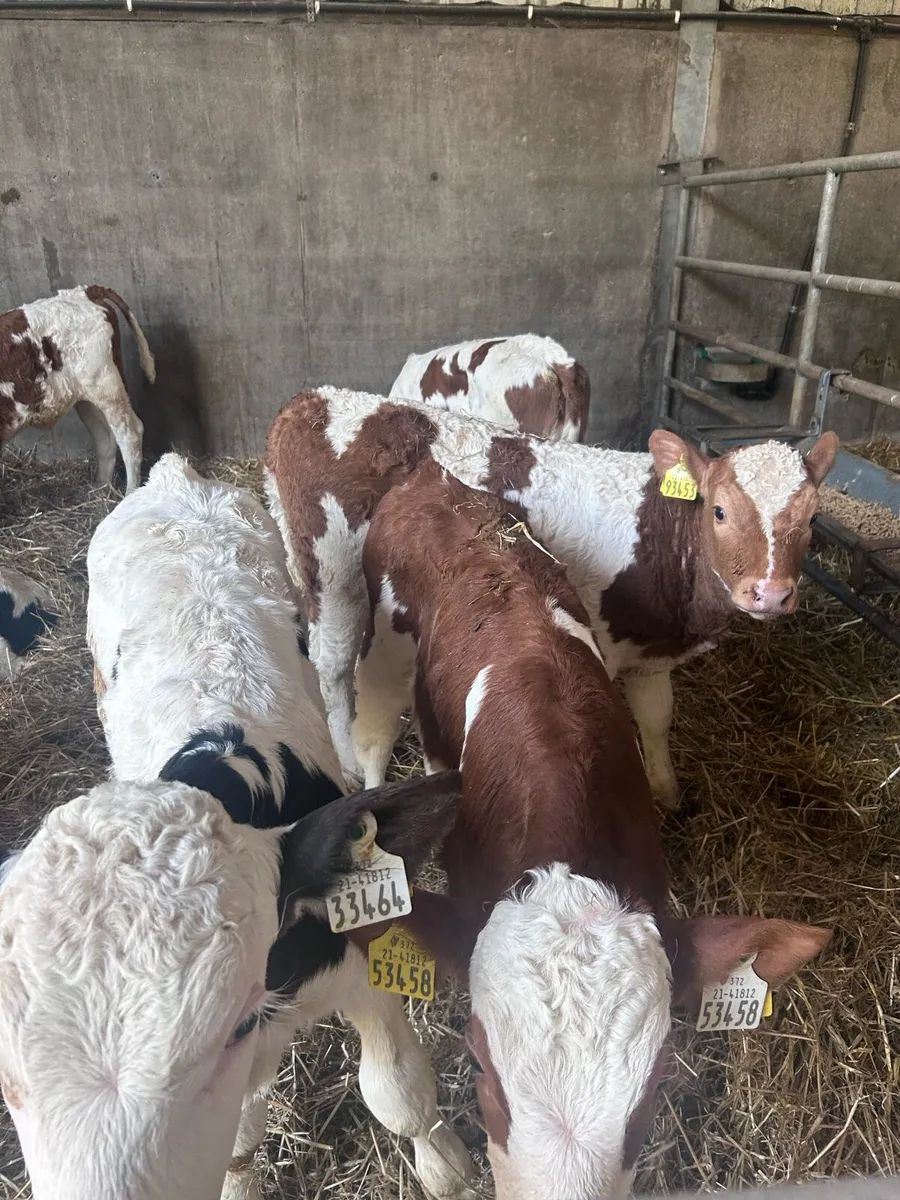 Fleckvieh breeding heifer calves - Image 2