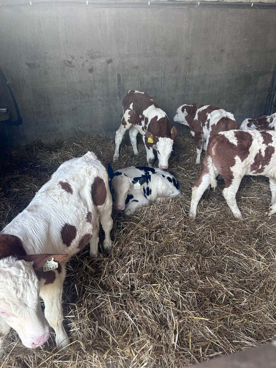 Fleckvieh breeding heifer calves - Image 3