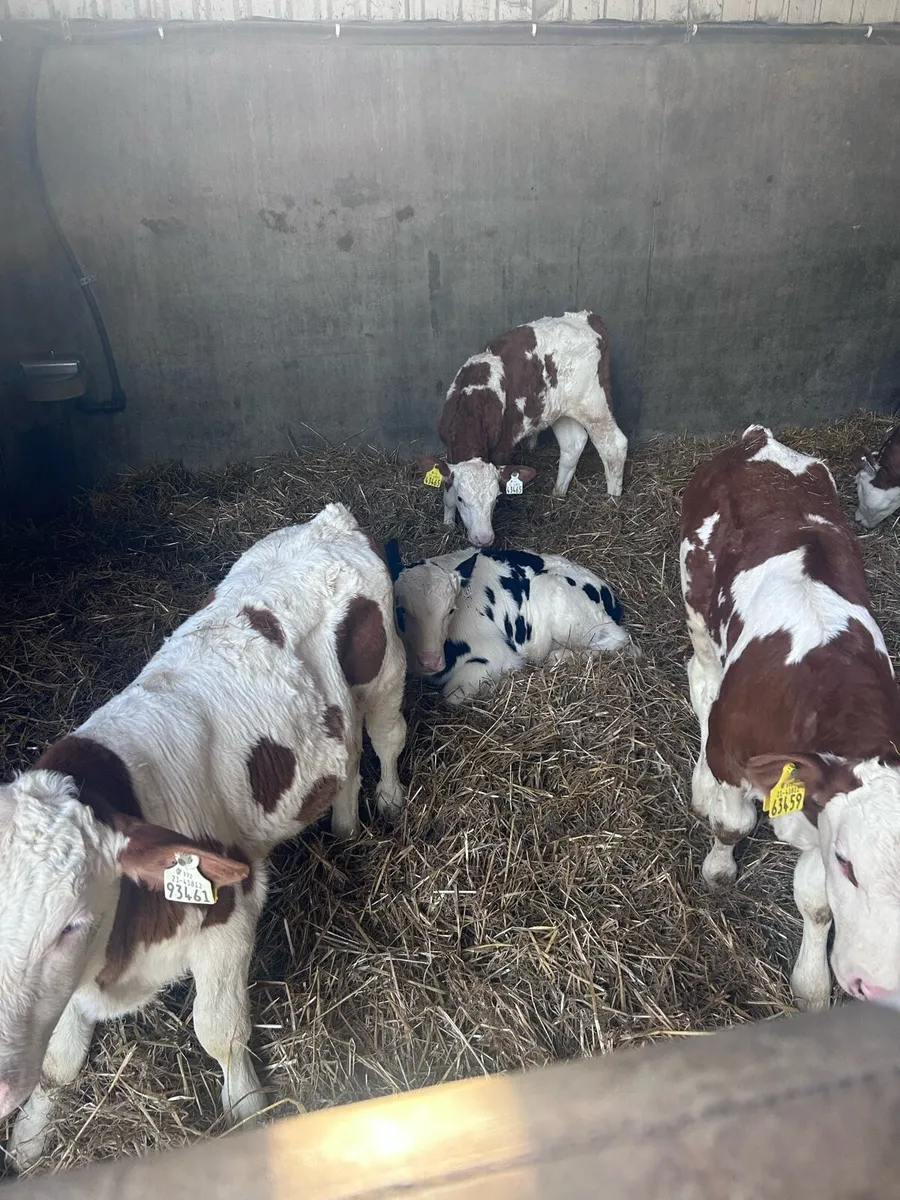 Fleckvieh breeding heifer calves - Image 4