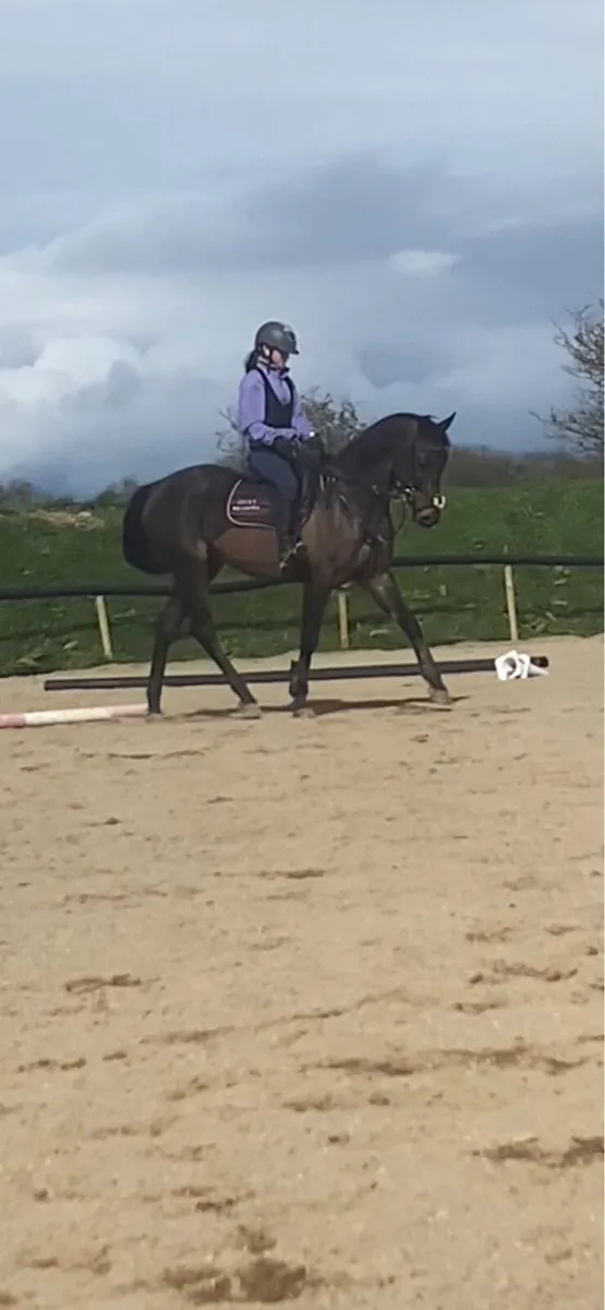 15.2hh Gelding for Sale - Image 1