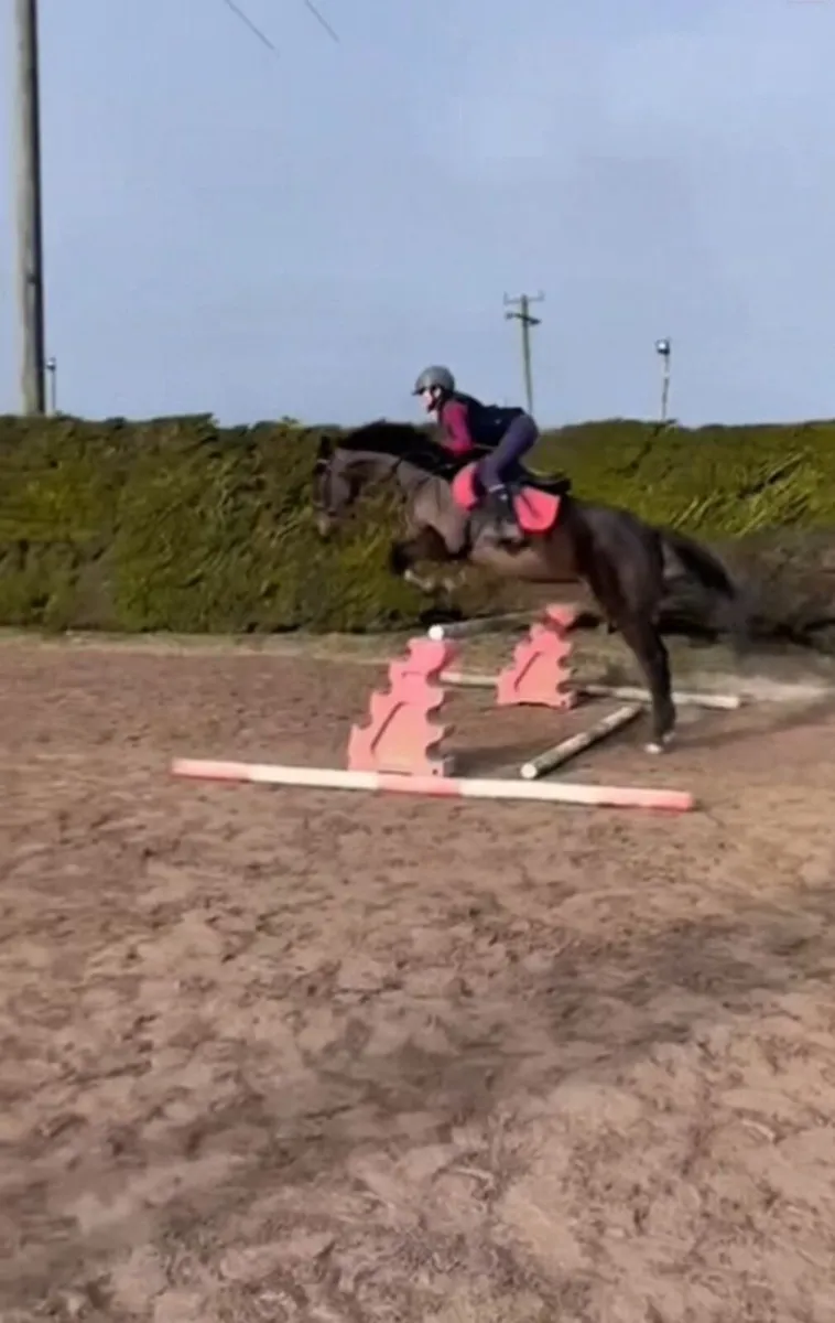 15.2hh Gelding for Sale - Image 2