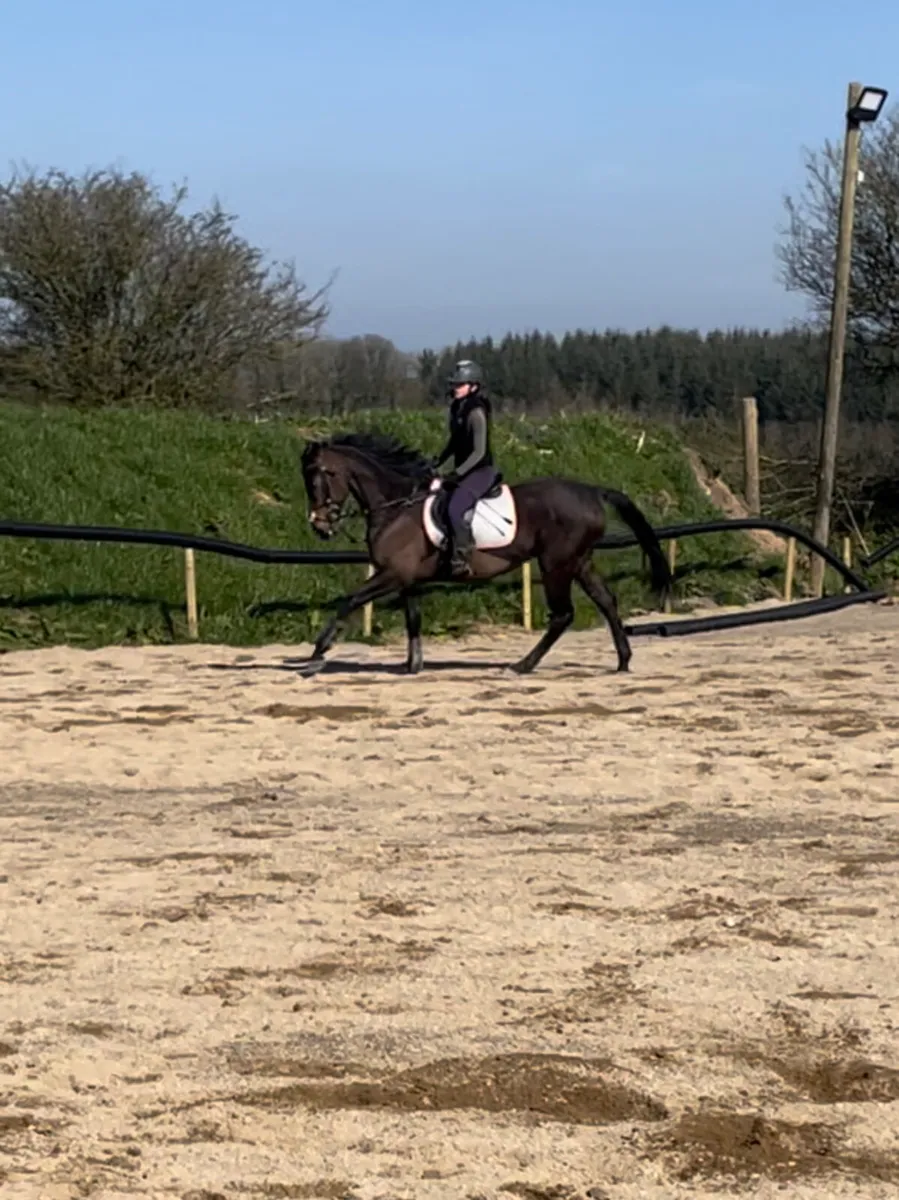 15.2hh Gelding for Sale - Image 3