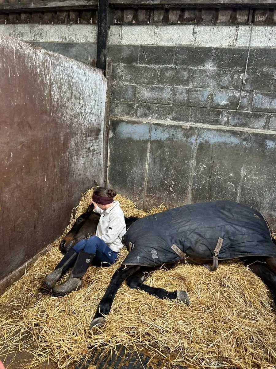 15.2hh Gelding for Sale - Image 4