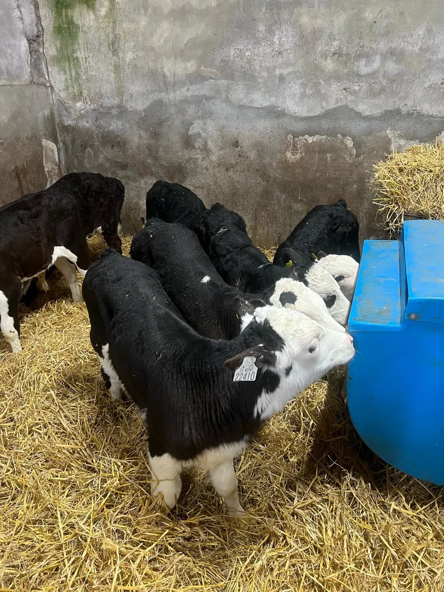 6-8 weeks old Bl WH bull calfs for sale - Image 4