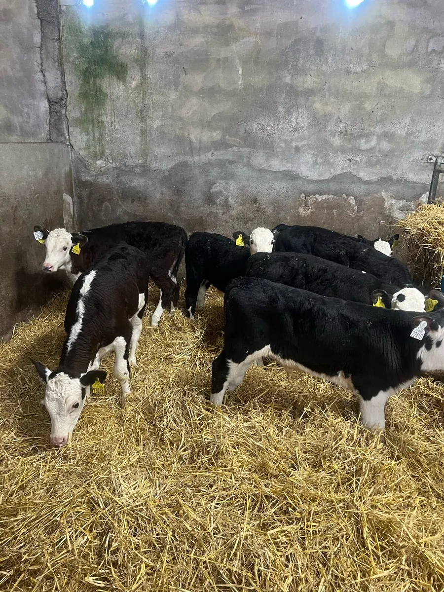 6-8 weeks old Bl WH bull calfs for sale - Image 1