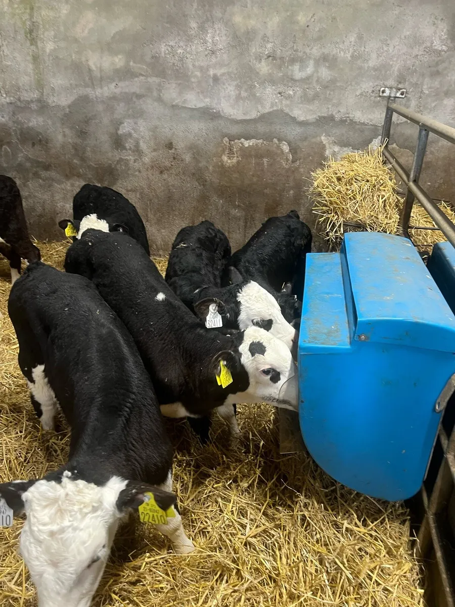 6-8 weeks old Bl WH bull calfs for sale - Image 2
