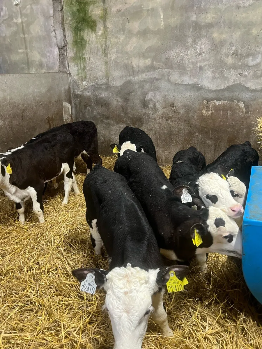 6-8 weeks old Bl WH bull calfs for sale - Image 3