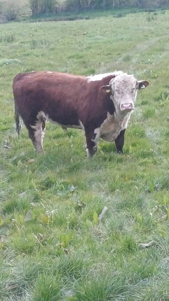 Breeding bulls - Image 2