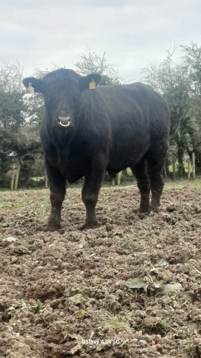 Breeding bulls - Image 3