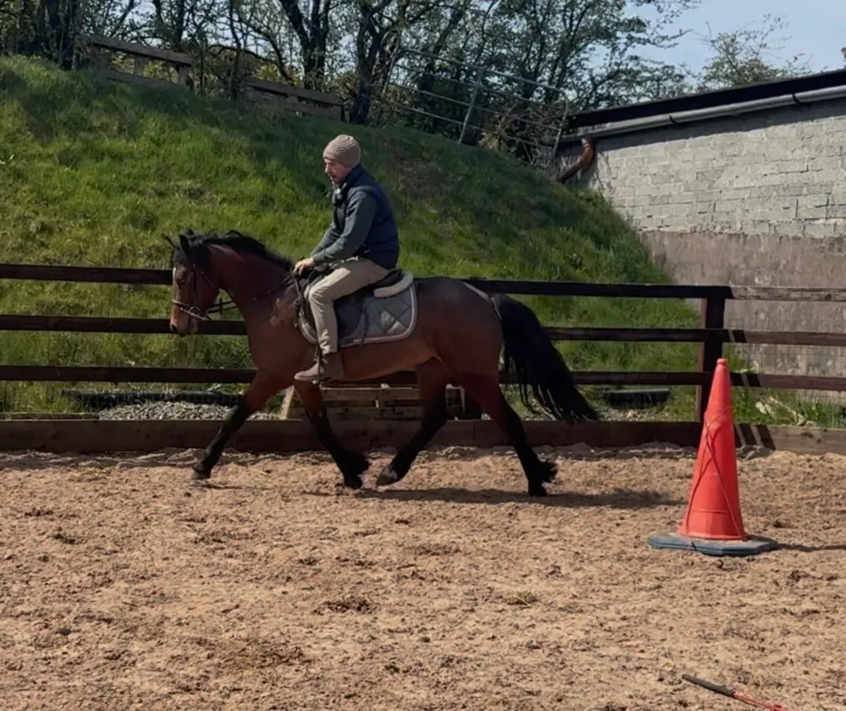 13.2hh 4yo Connemara broken & riding - Image 4
