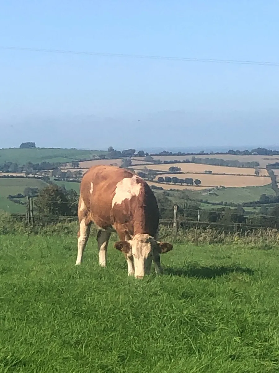 Fleckvieh Maidens - Image 2