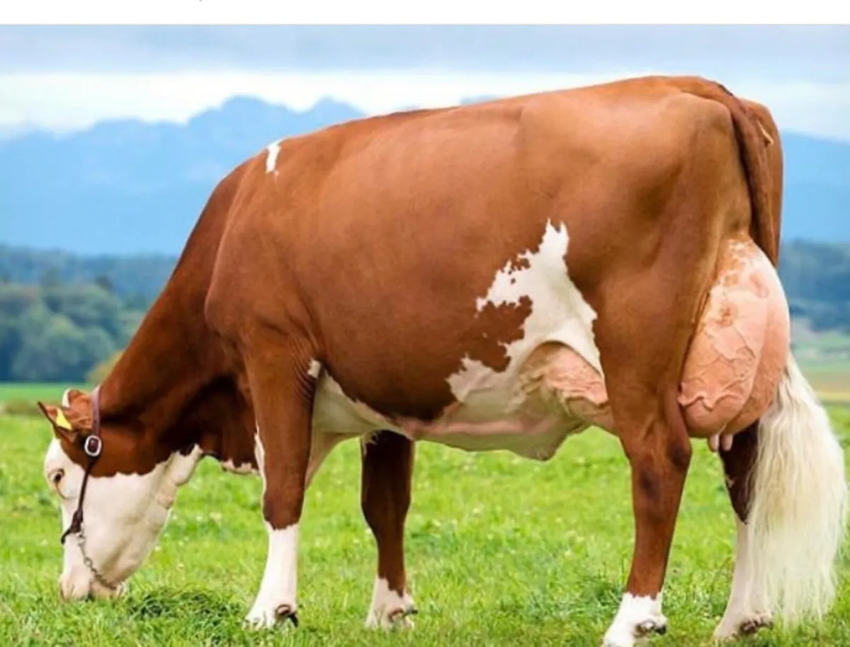 Fleckvieh Maidens - Image 3