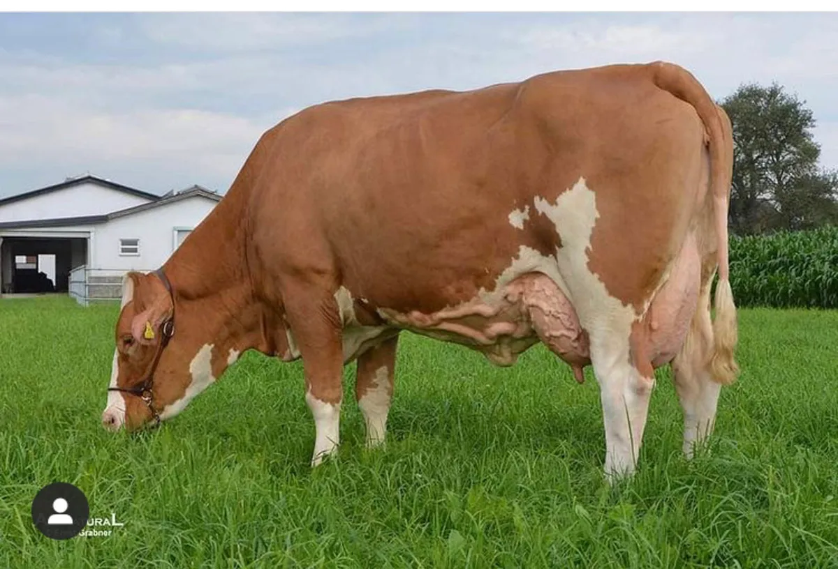 Fleckvieh Maidens - Image 4