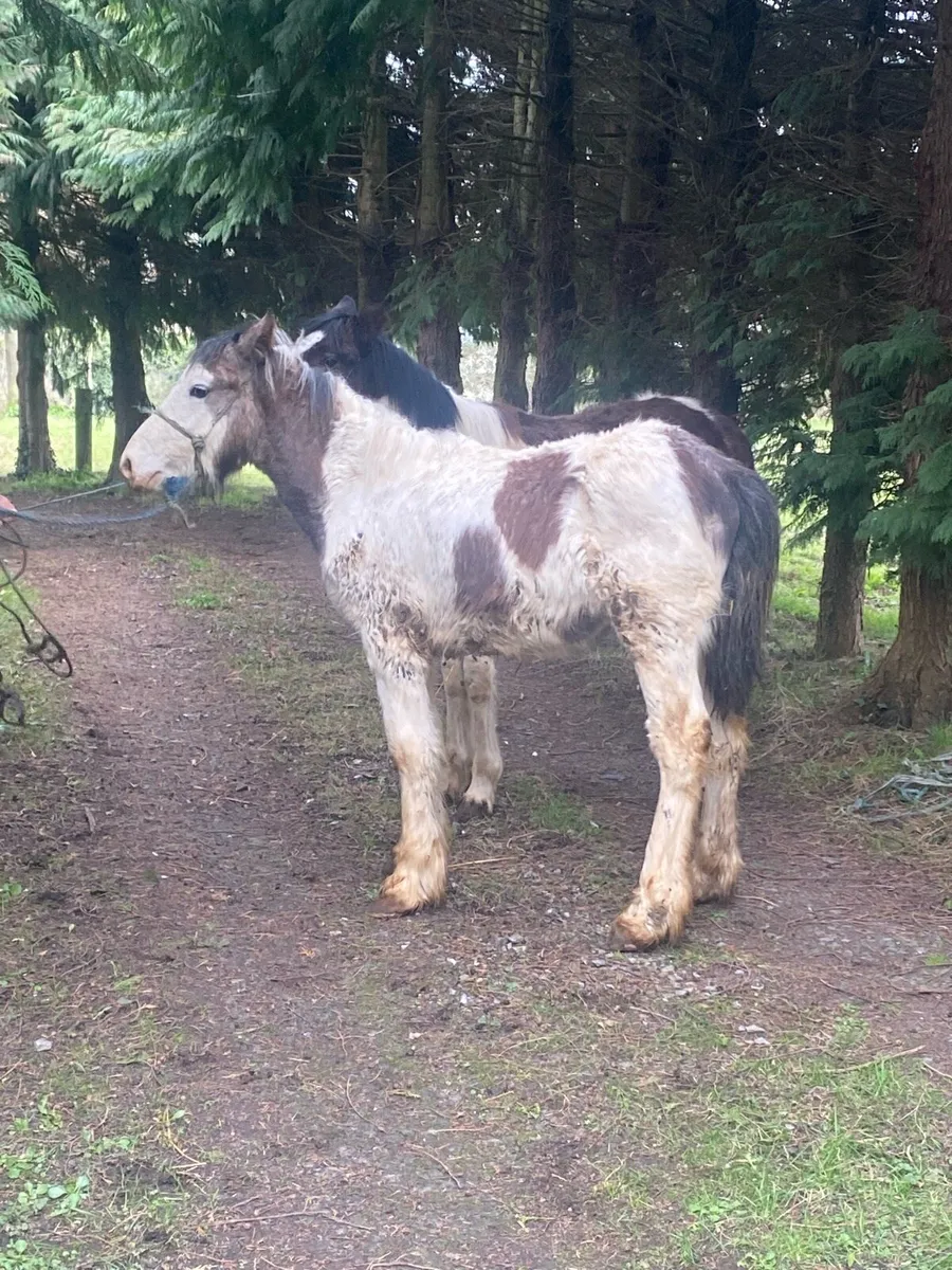 Half bred colt - Image 1