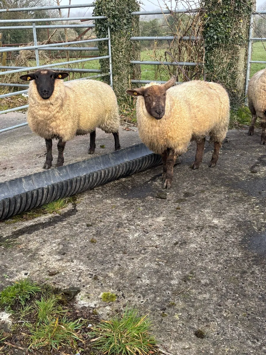Ewe lambs - Image 2