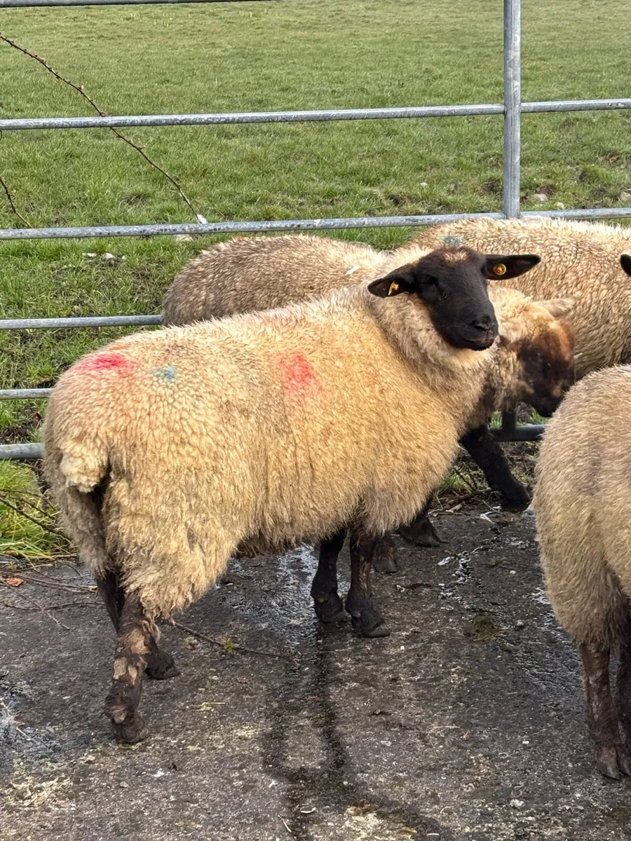 Ewe lambs - Image 1