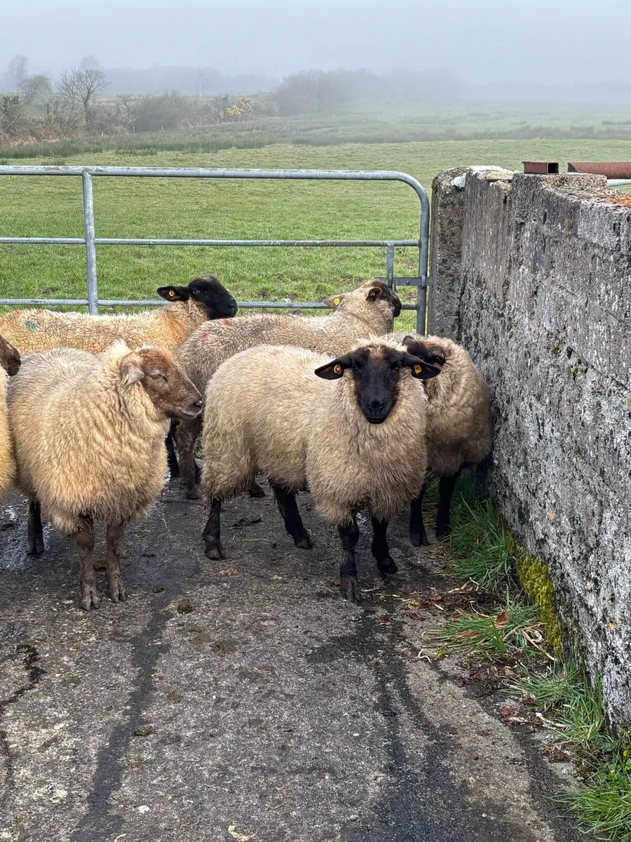 Ewe lambs - Image 4