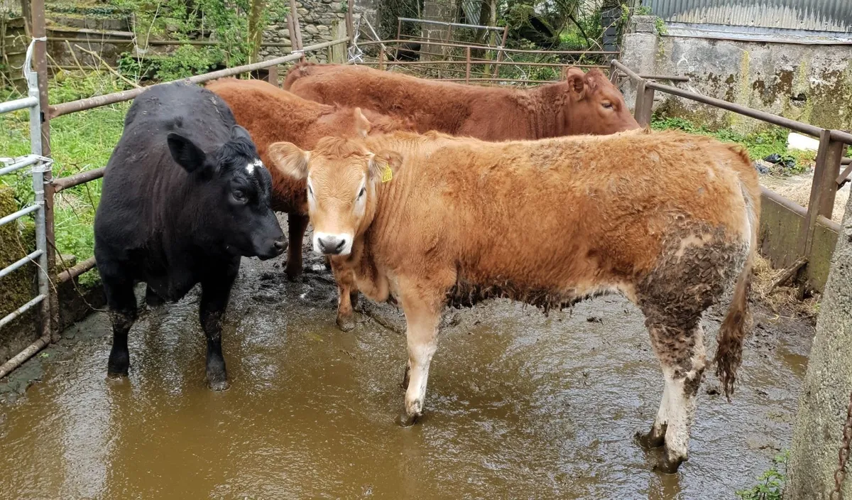 2 super pedigree limousin bulls. 5 star Terminal - Image 4