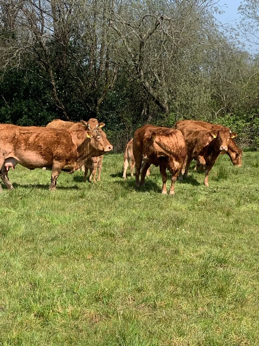Purebred lim heifers - Image 1