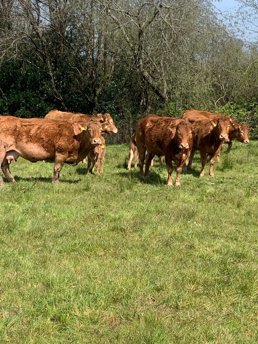 Purebred lim heifers - Image 3