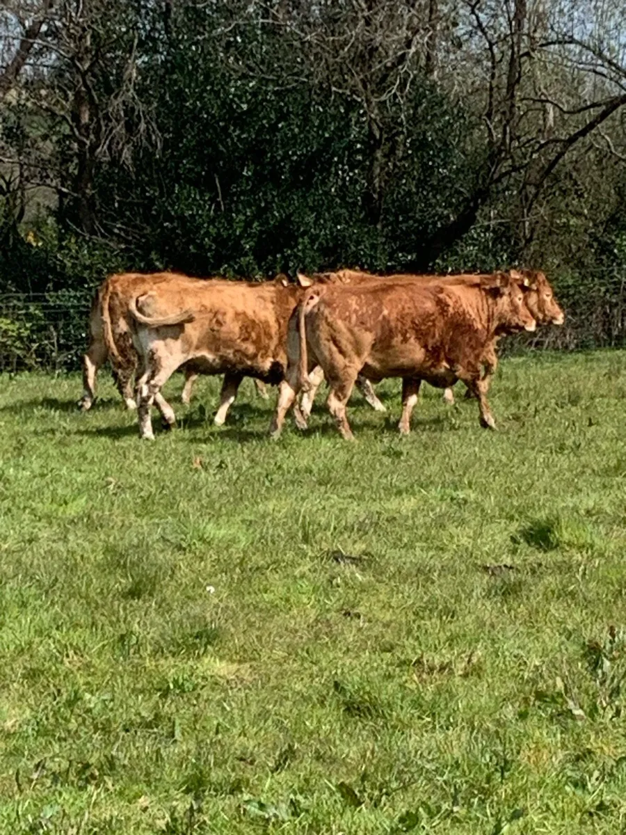 Purebred lim heifers - Image 4