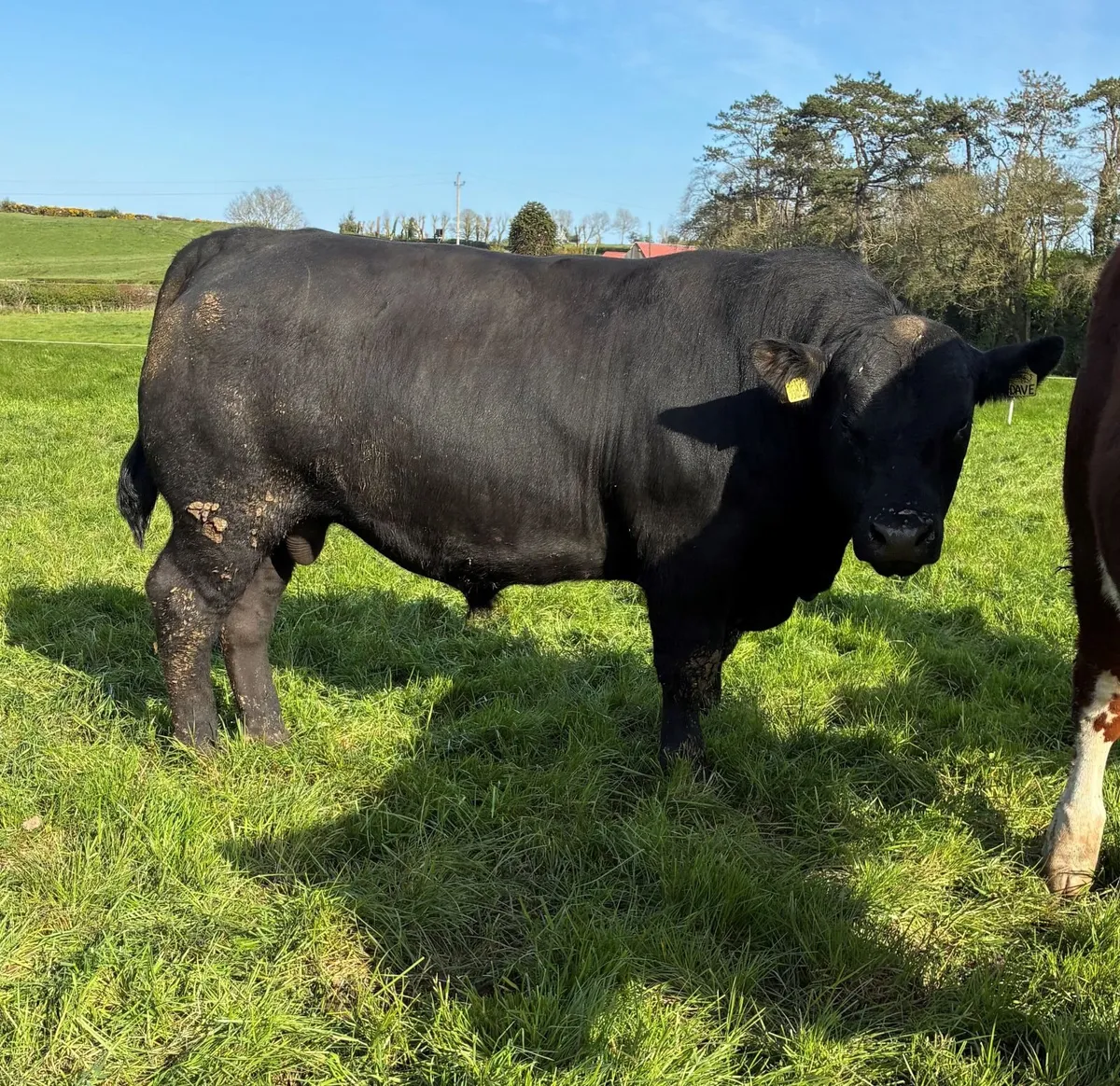 Pedigree Angus Bulls - Image 2