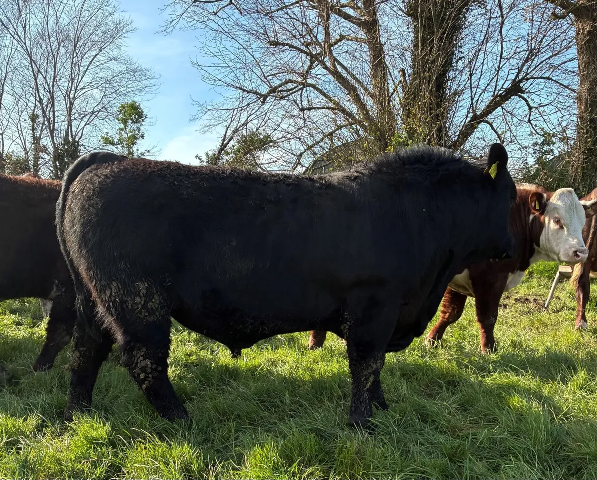 Pedigree Angus Bulls - Image 3