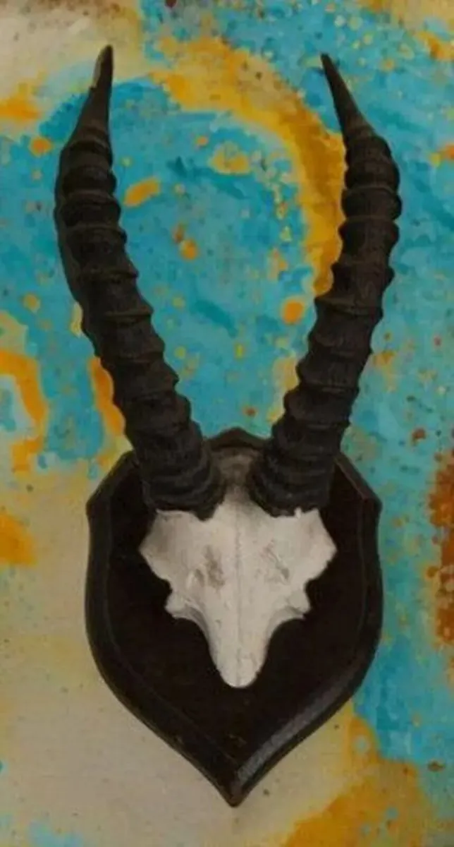 Vintage Taxidermy Antelope Horns - Image 2