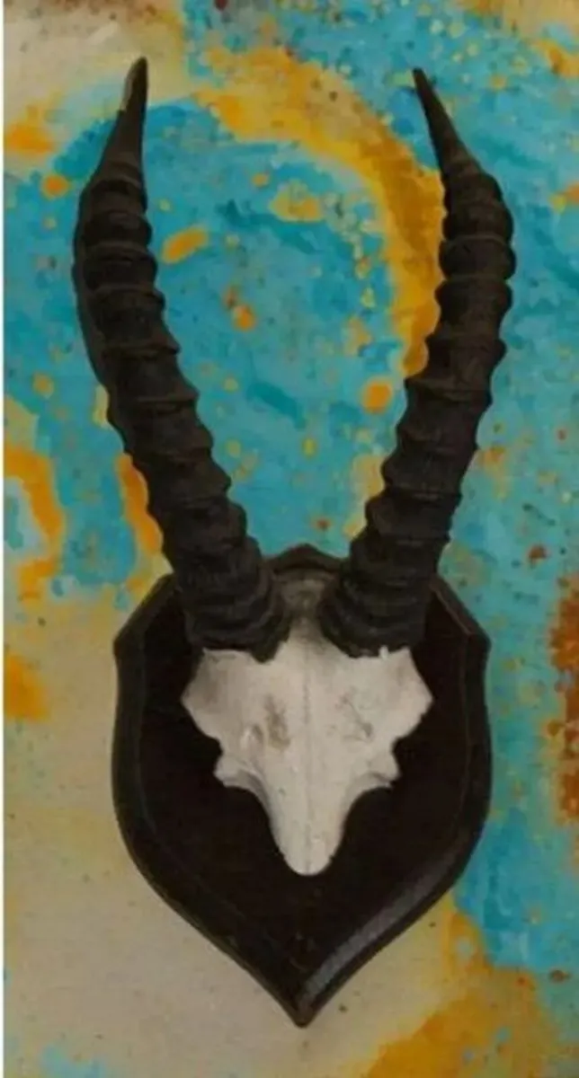 Vintage Taxidermy Antelope Horns - Image 4