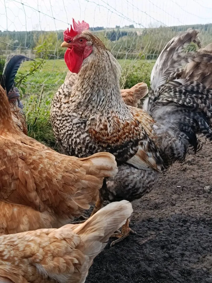Hybrid Hens and 3 cream leg bar Roosters - Image 2
