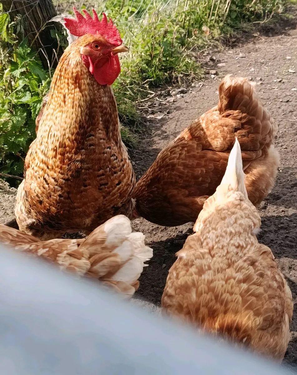 Hybrid Hens and 3 cream leg bar Roosters - Image 3