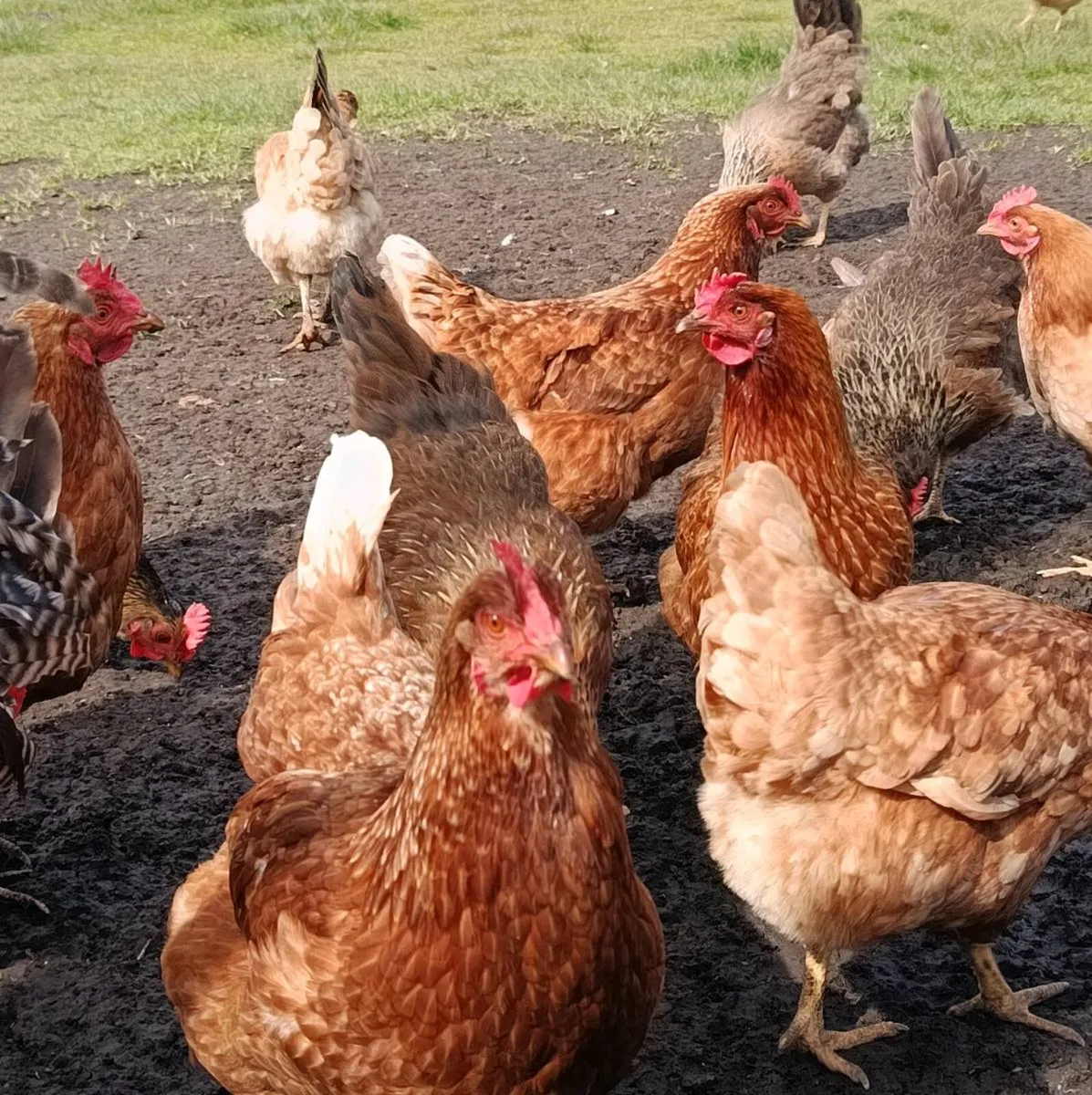 Hybrid Hens and 3 cream leg bar Roosters - Image 4