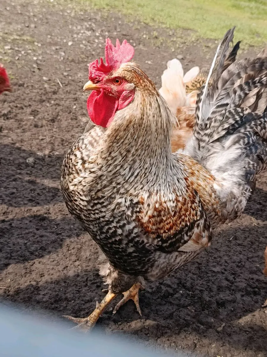 Hybrid Hens and 3 cream leg bar Roosters - Image 1