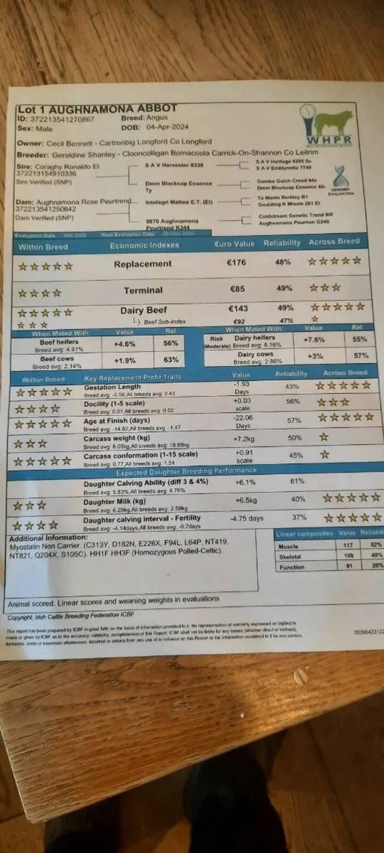 Pedigree AA stock bull 24 month - Image 1