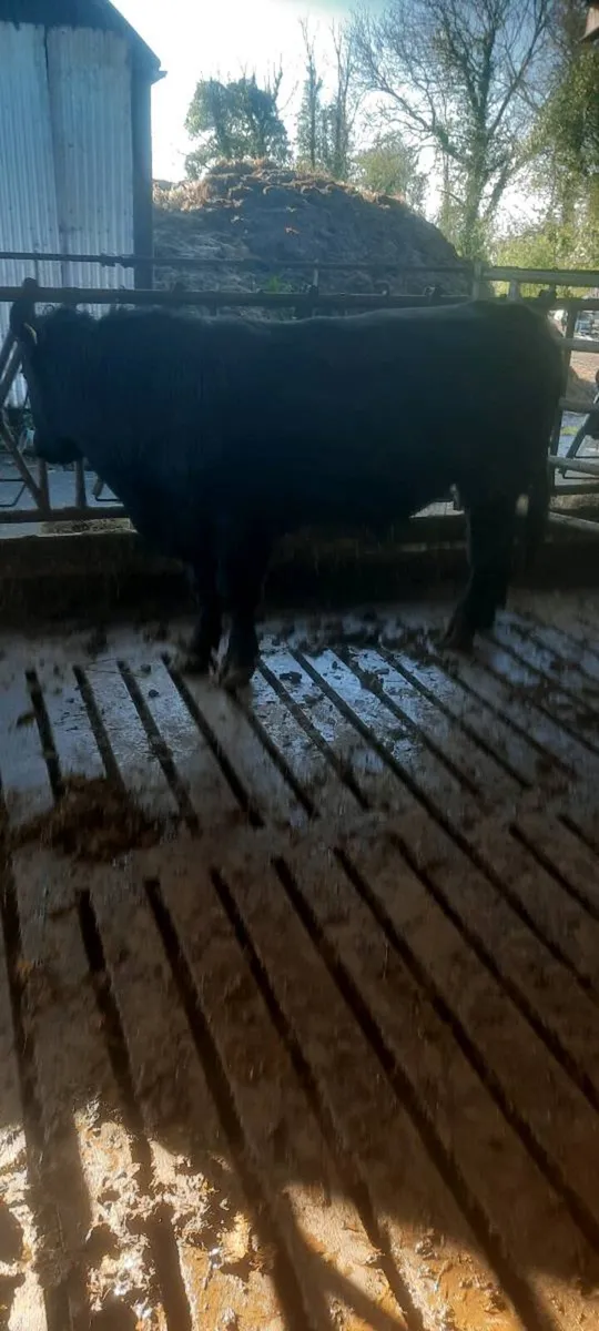 Pedigree AA stock bull 24 month - Image 2