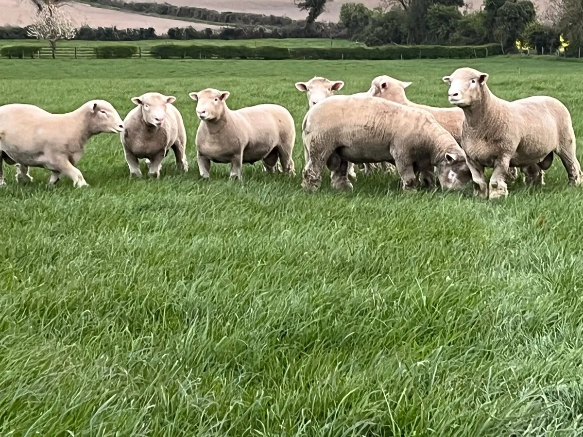 Poll Dorset rams - Image 2